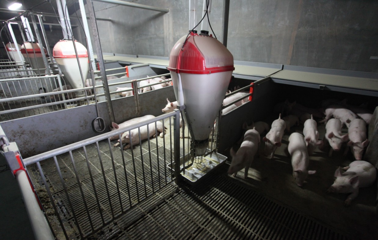 潍坊乔新-丹麦养殖模式的高标准原种猪场